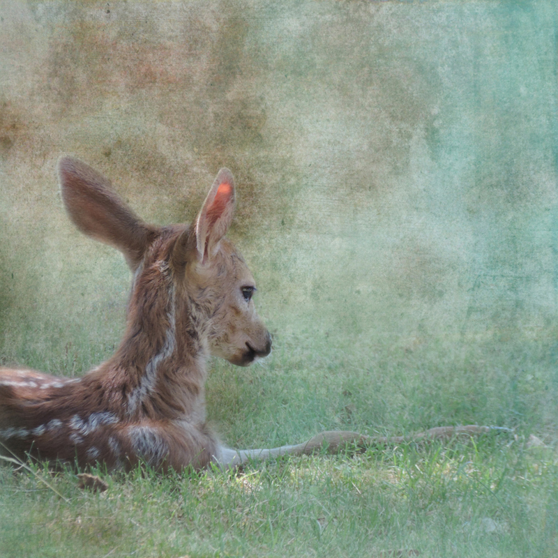 deer magic realism surreal wildlife animal portraits