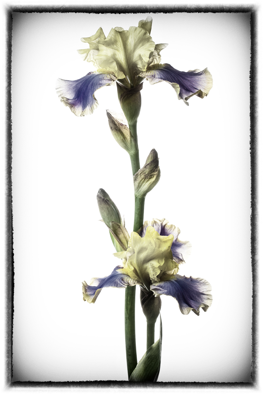 iris Flowers