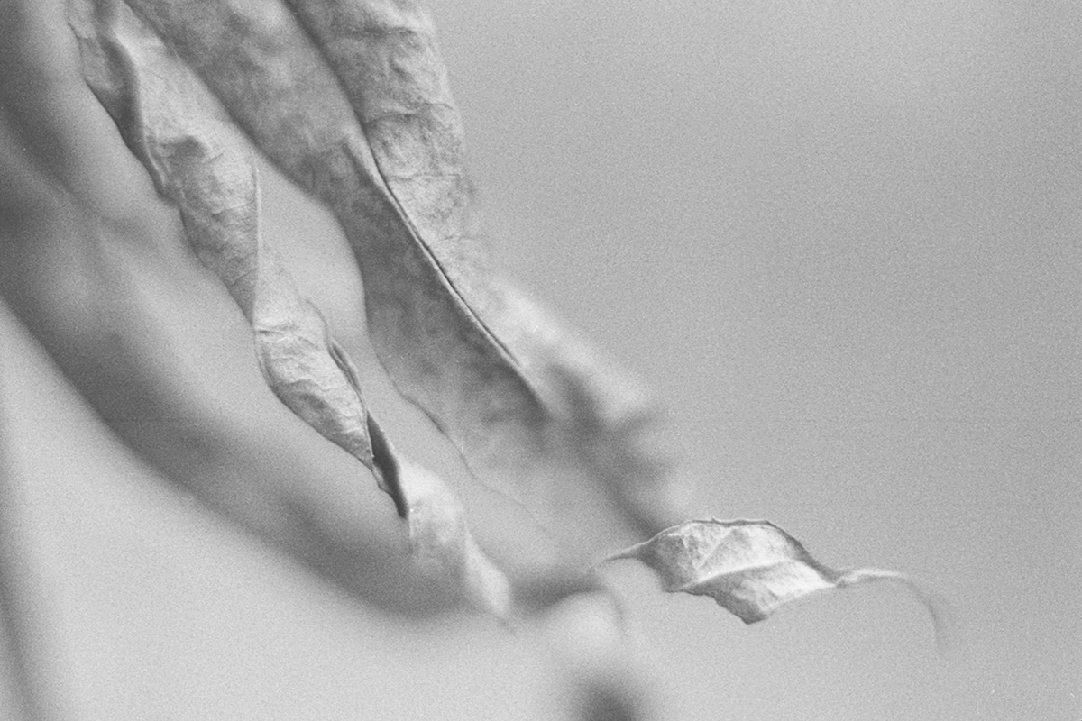 analogue photography macro autumn black and white foliage close-up Film   Nature