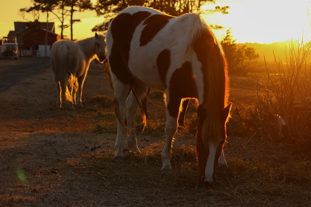 wild horses wild horses chincoteague virginia Assateague wildlife Beautiful sunset Island horse