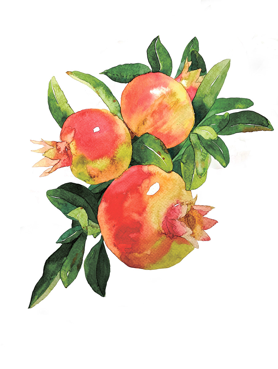Pomegranate Watercolor Illustration