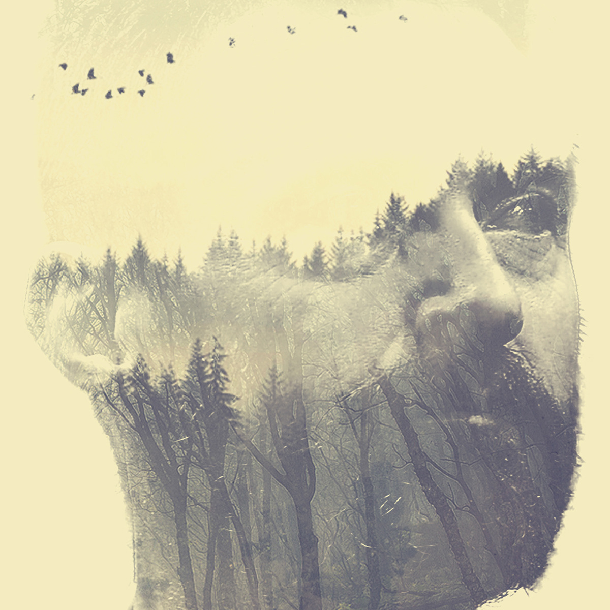 double Exposure woman photomanipulation mountains forest sunset kiss Love photoshop photo Nature
