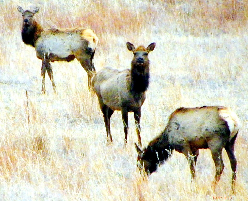 elk wapiti Elk Cow Elk Calf Elk Herd Colorado Nature wild wildlife animal