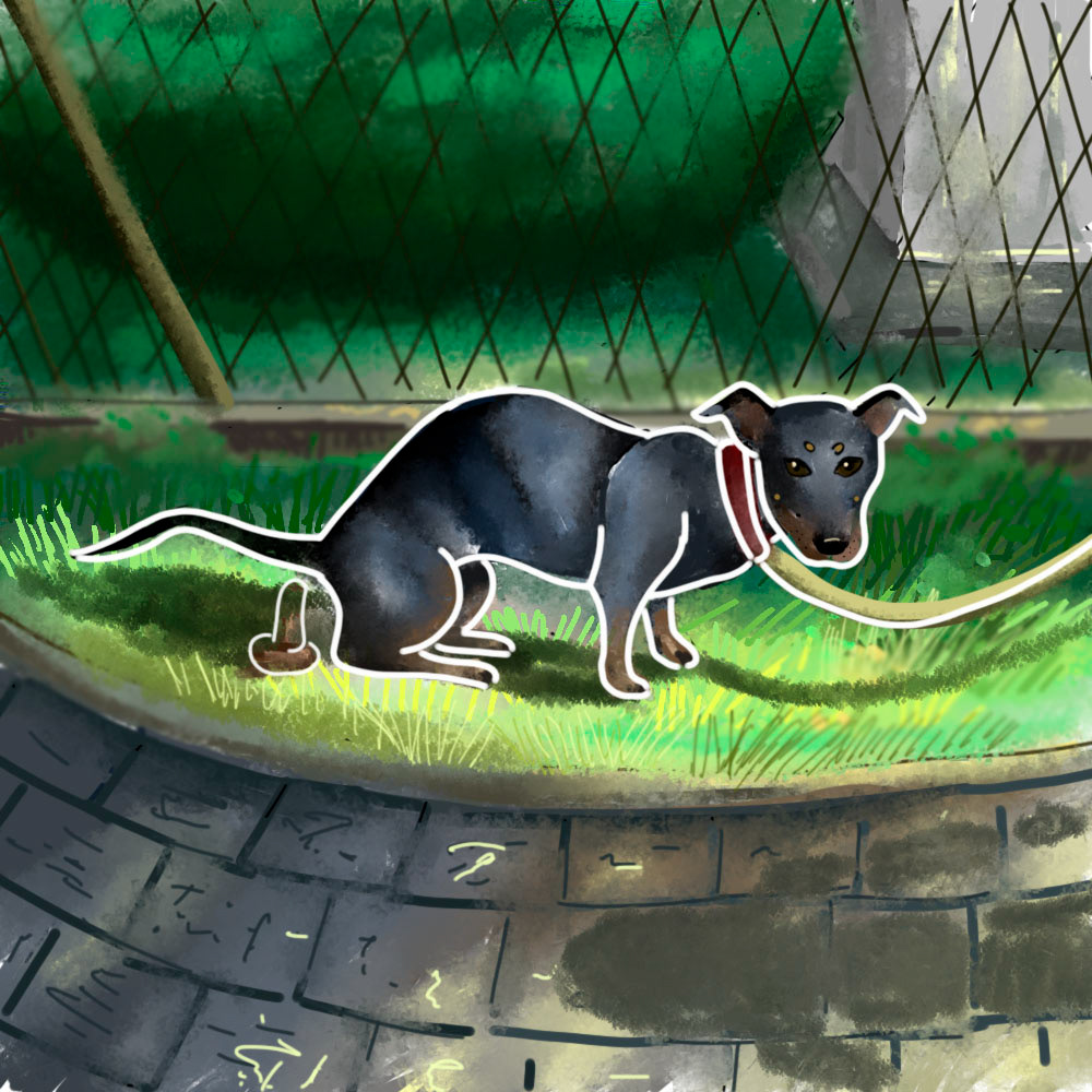 dog poop outside walk dachshund funny comic ilustracion long dog