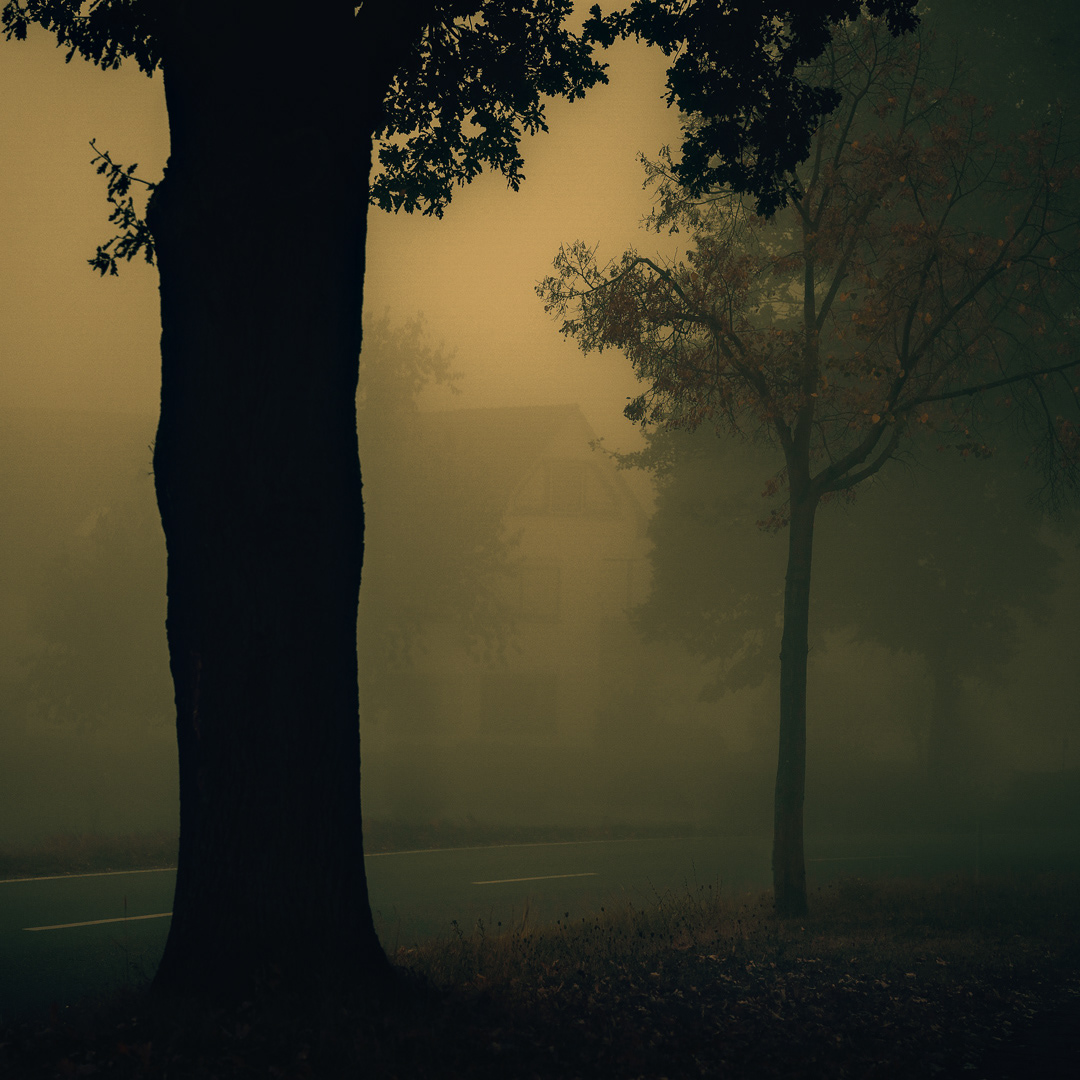 autumn fog Nature Landscape