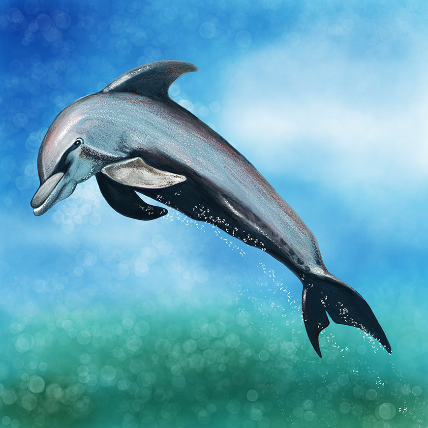 wildlife sea creatures sea life Dolphins Ocean sea Digital Art  digital painting cornwall