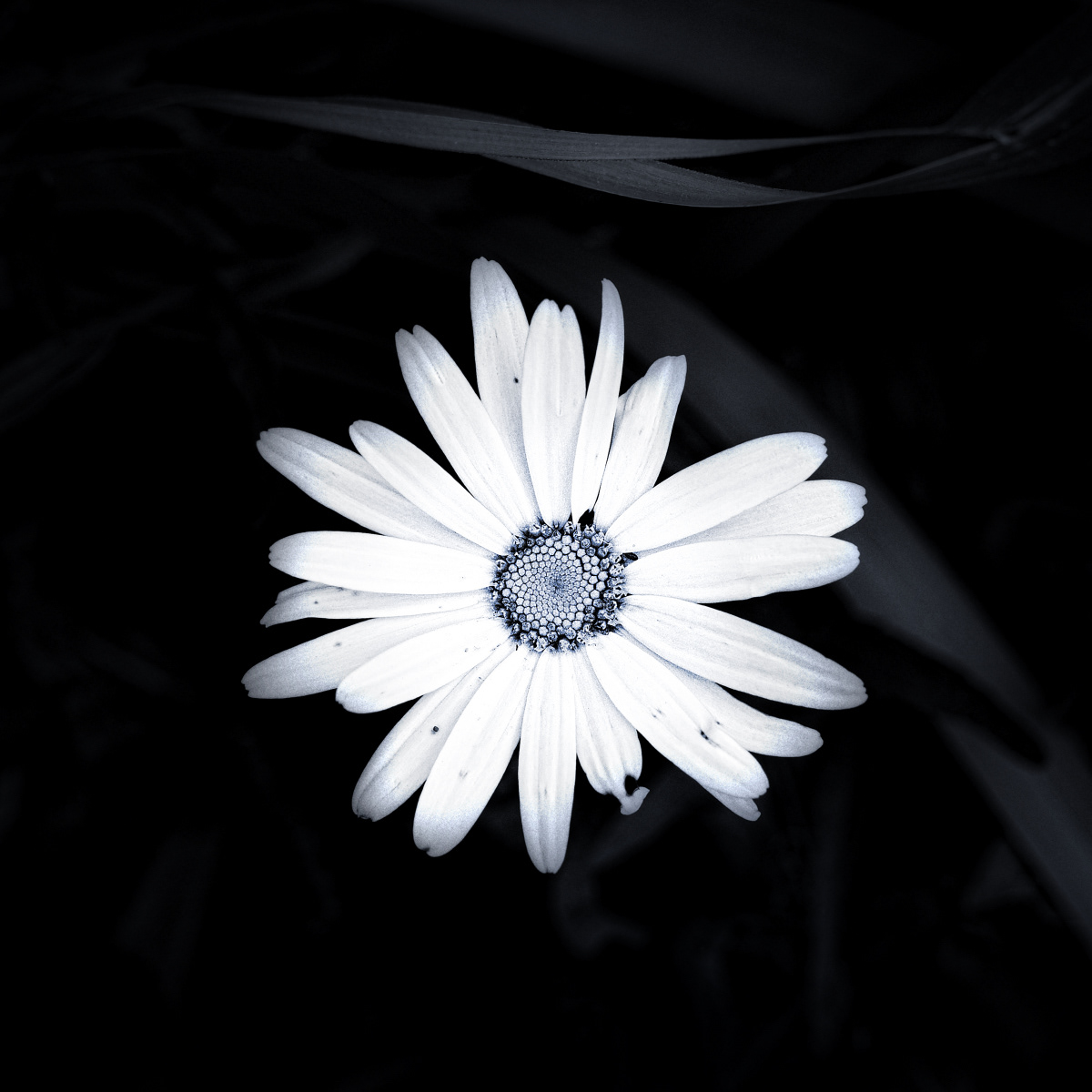 Minimalism Flowers flower Nature pure black White