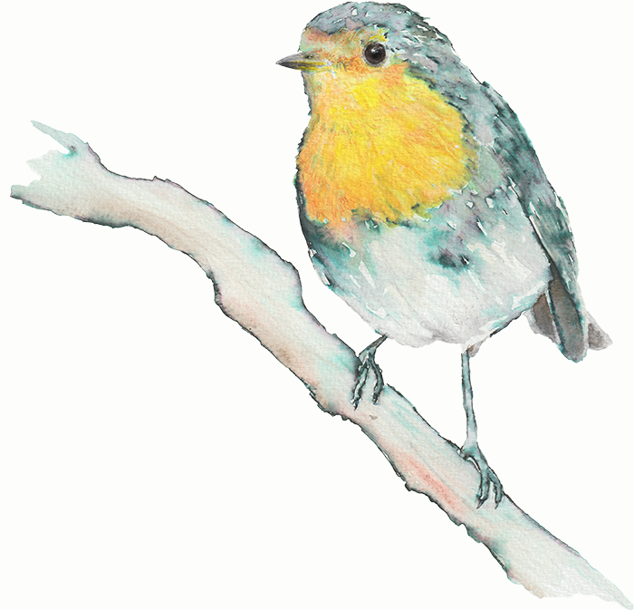 Rotkehlchen bird animal Drawing  artwork artist painting   Nature vogel tiere