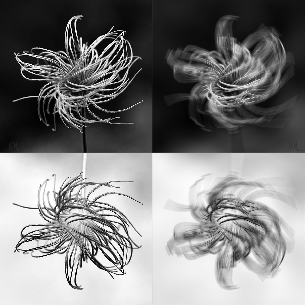 nautre macro photo black and white Four By Four Positive/Negative four up collage