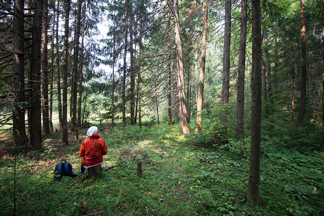 Nature sketch forest