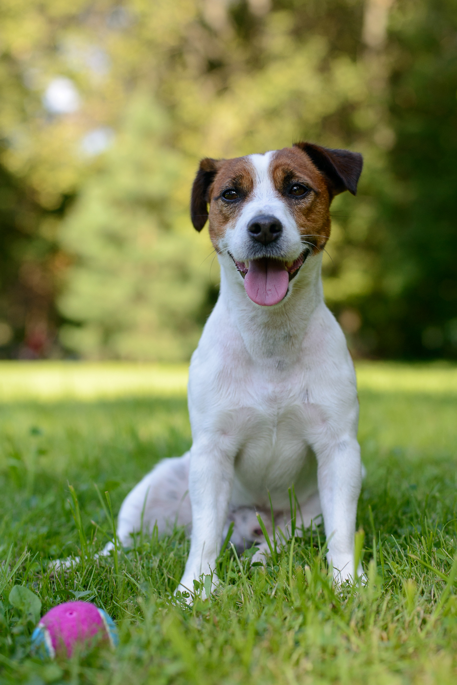 Jack Russell dog terrier portrait