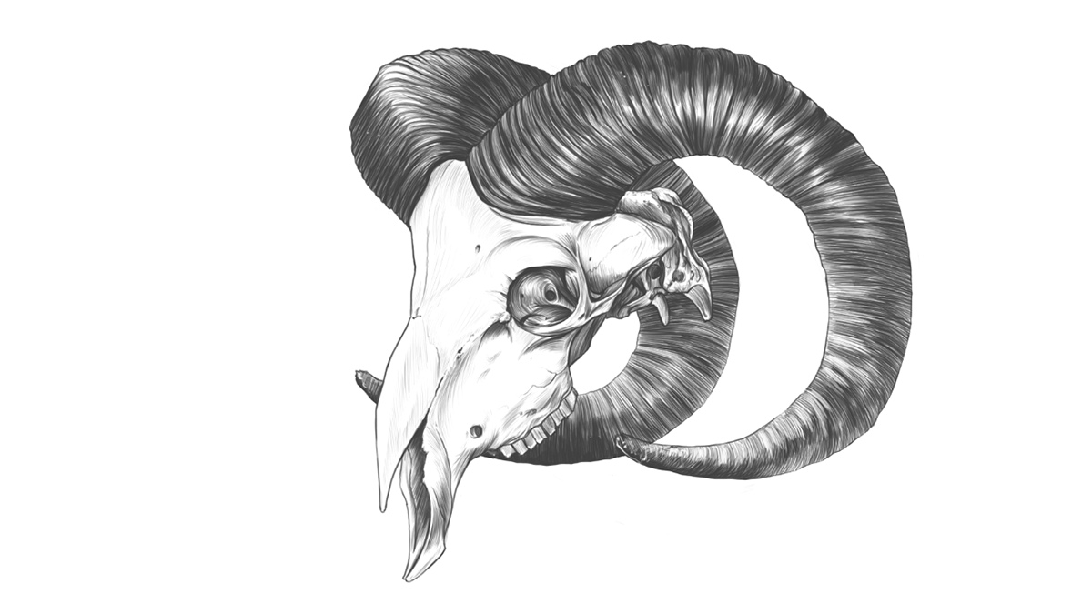bighornsheep DIGITALDRAWING RodriguezARS sheepskull skulldrawing skullsketch