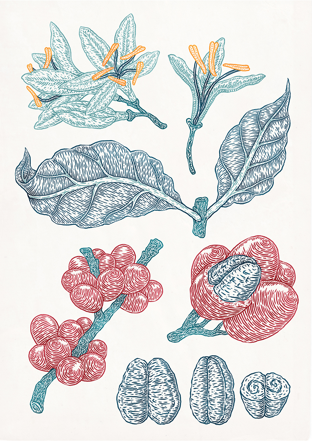 ILLUSTRATION  Drawing  linework plants Coffee beans botanical etching leaf berry