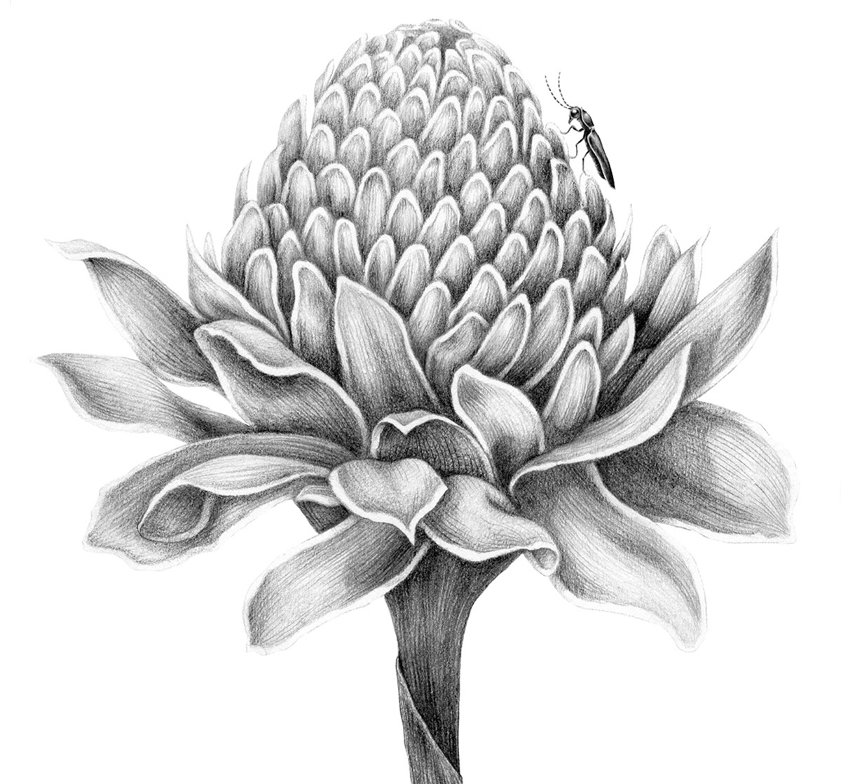 animal black and white botanical Drawing  floral Flowers graphite pencil Nature Realism scientific illustration