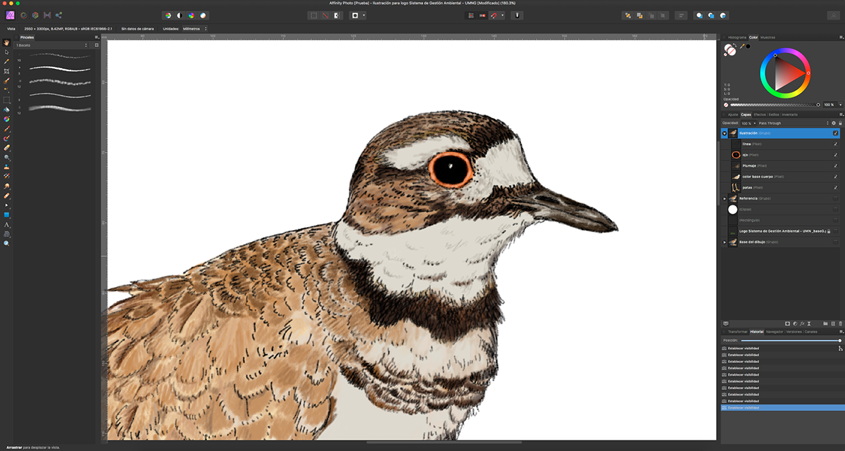 ave bird colombia ilustracion ilustración digital ilustration logo naturaleza Nature