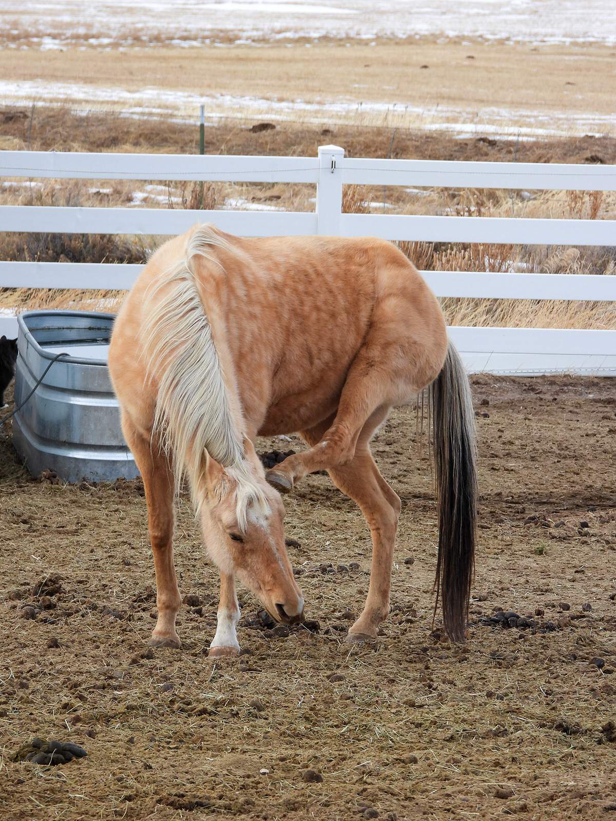 animal Colorado horse lightroom Nikon Photography  ranch Rocky Mountains