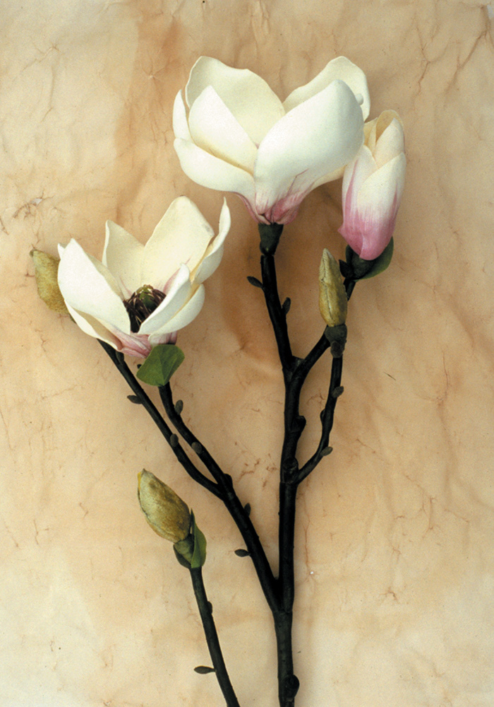 guitar magnolia tulips plateset