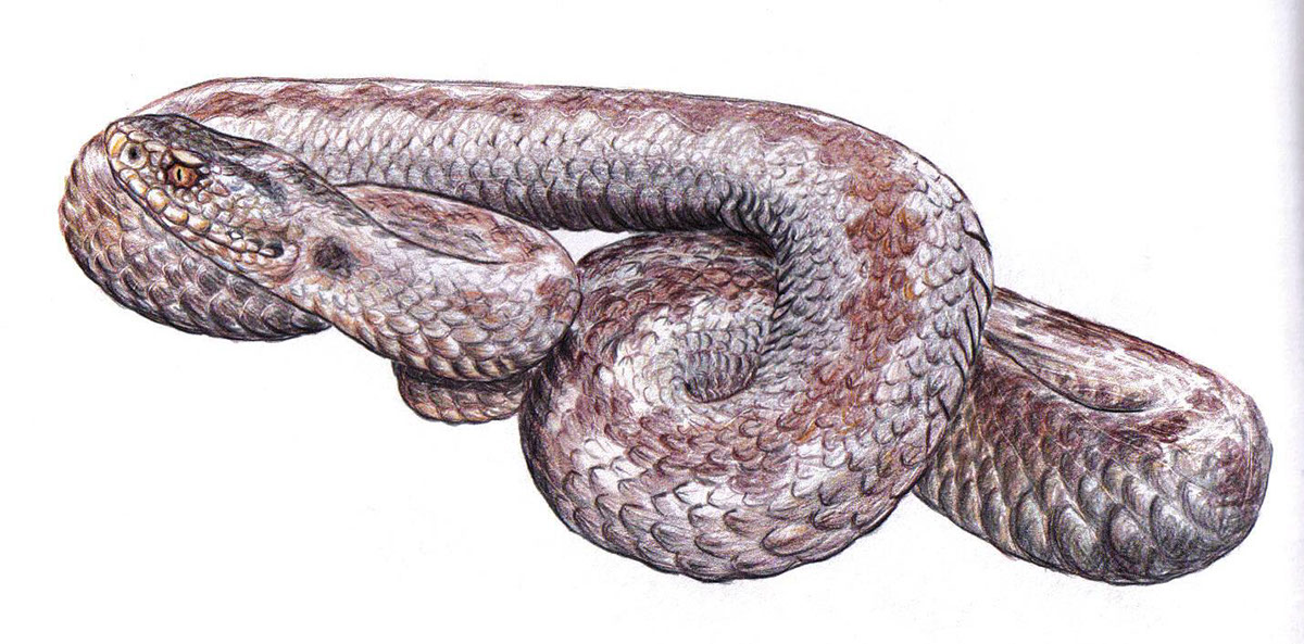 mediterranean snakes biology Harris Margaritis Color Pencils εικονογράφηση φίδια ξυλομπογιές Χάρης Μαργαρίτης Μεσόγειος Βιολογία εκδ. Πατάκης publ. Patakis