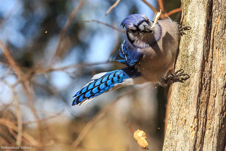 bird Nature blue jay blu blue corvidae passerine Tree  peanut branch Whitby Ontario