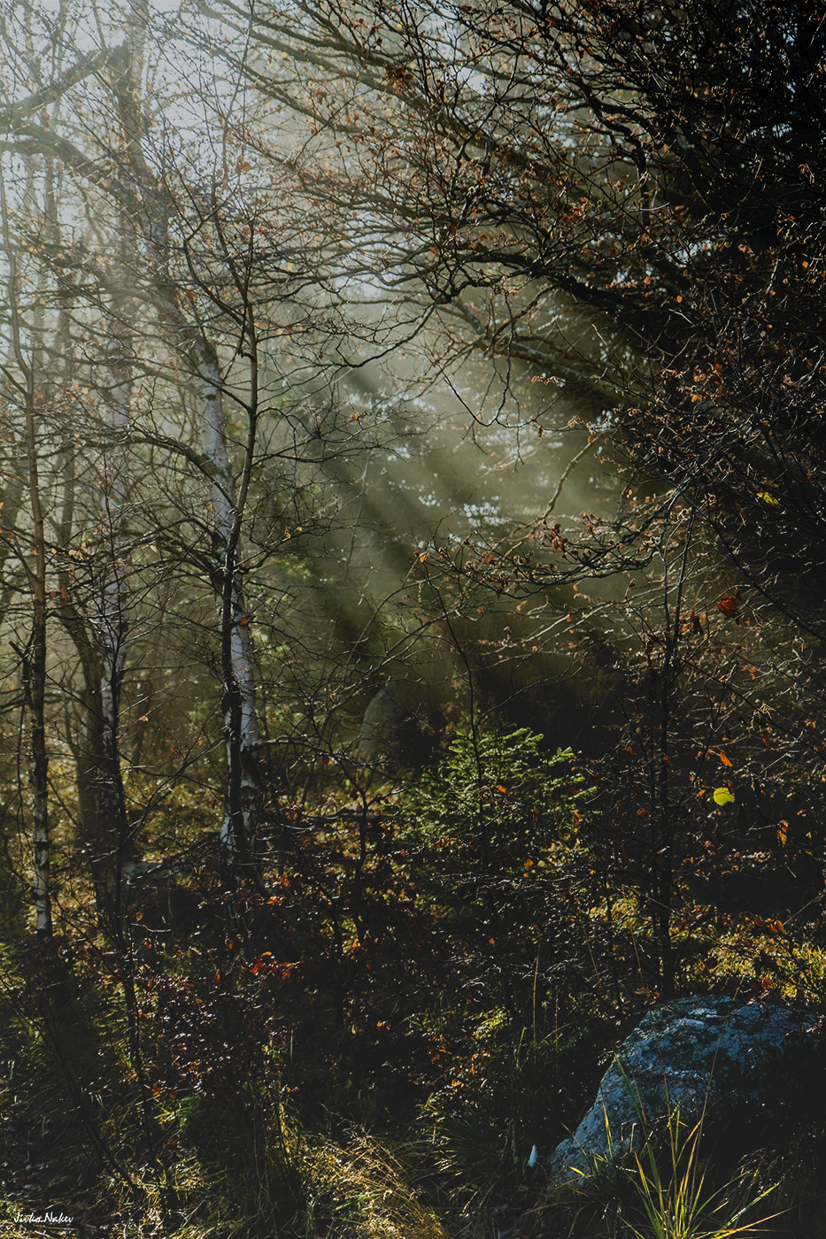 Nature landscapes fog mist forest wildlife Mystic Mysticism