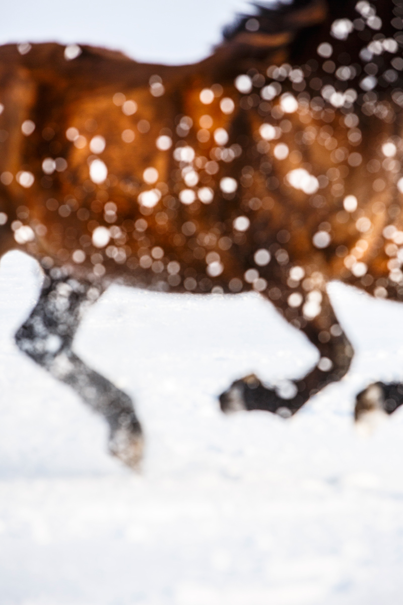 animal horse morgan snow winter art Magical