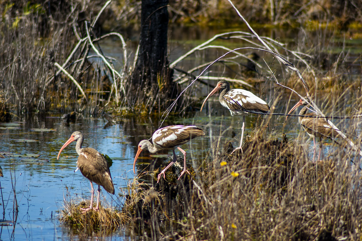 Adobe Portfolio swamp Okefenokee wetlands