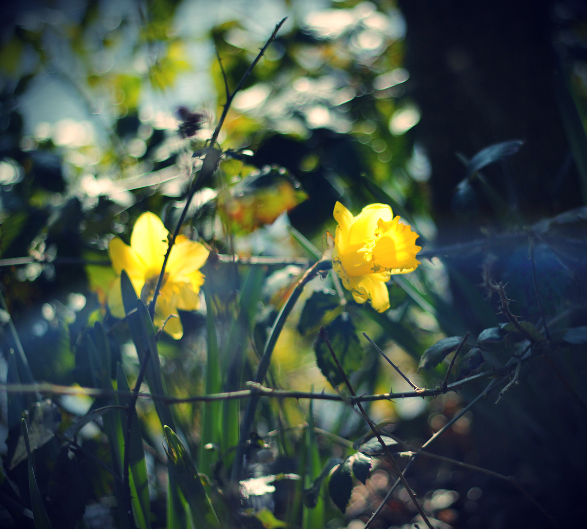 narcissus spring flower
