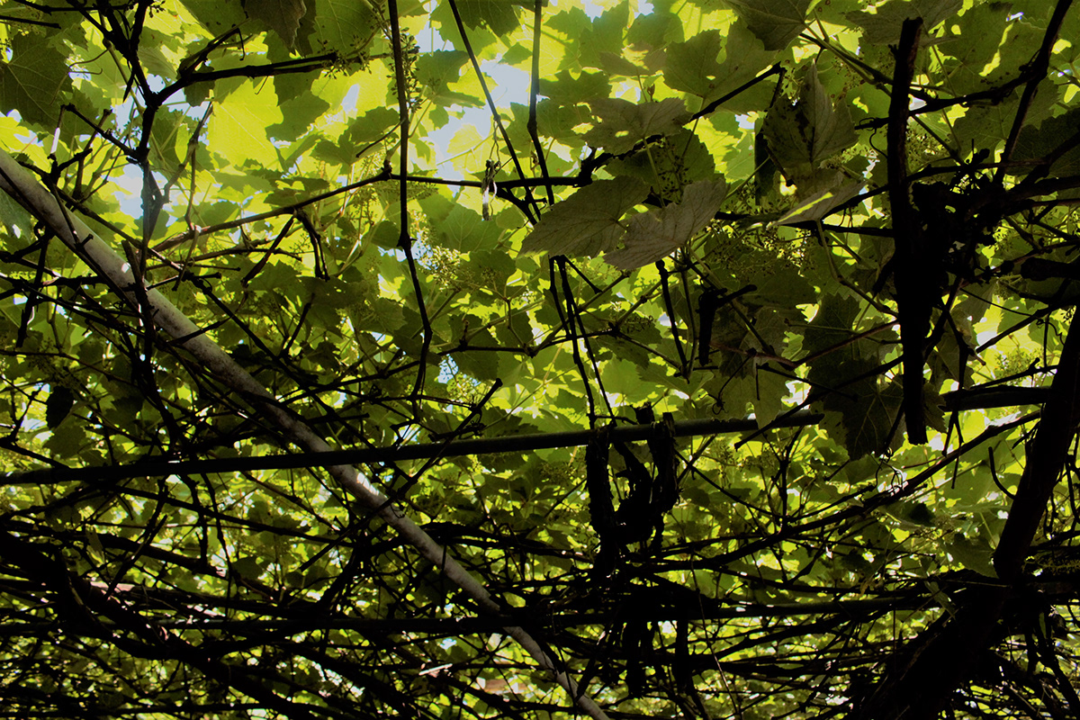 light sunlight shawdow leaves vine shine Photography  Nature serendipity Love