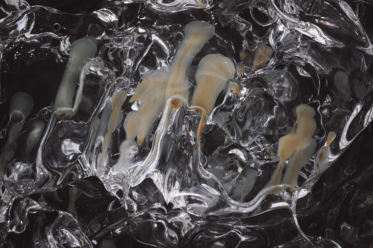 abstract closeup detail fine art ice iceland macro Macro Photography pattern texture