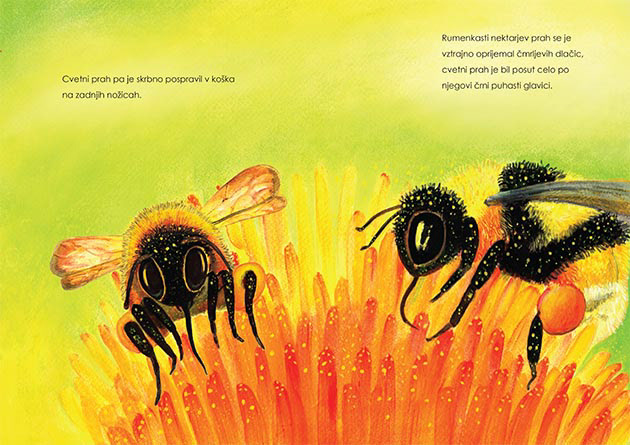 Bumblebee polinators bees Julia Doria illustrations Picture book book illustration kidlitart Nature Children's Books