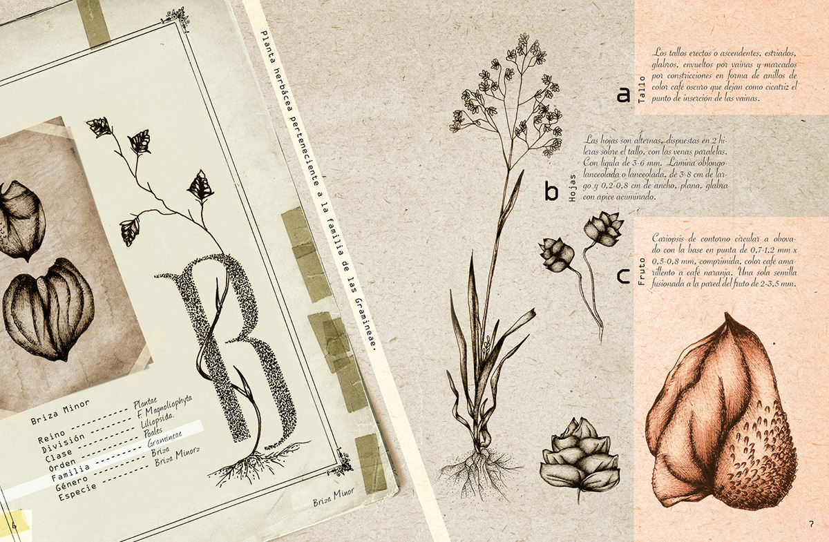 Herbario Ilustrado