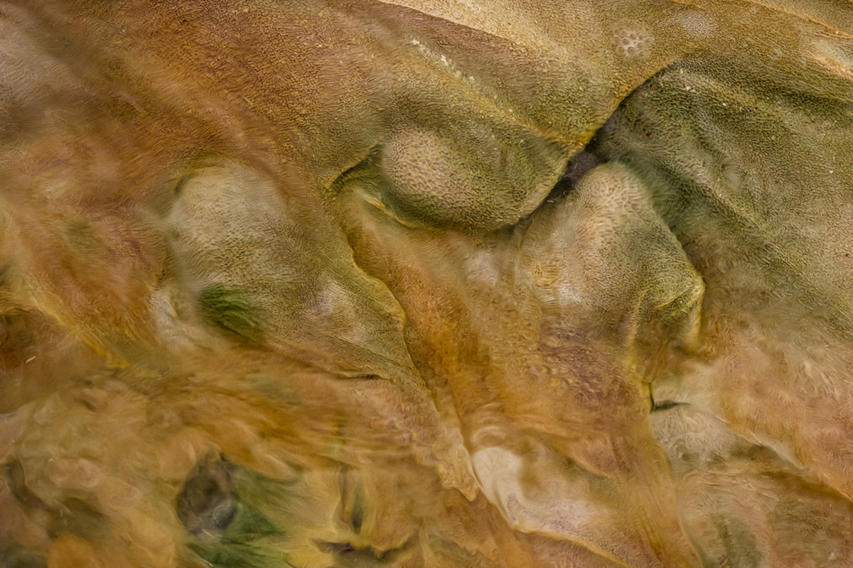 abstract iceland Landscape leaves macro river sand texture textures water