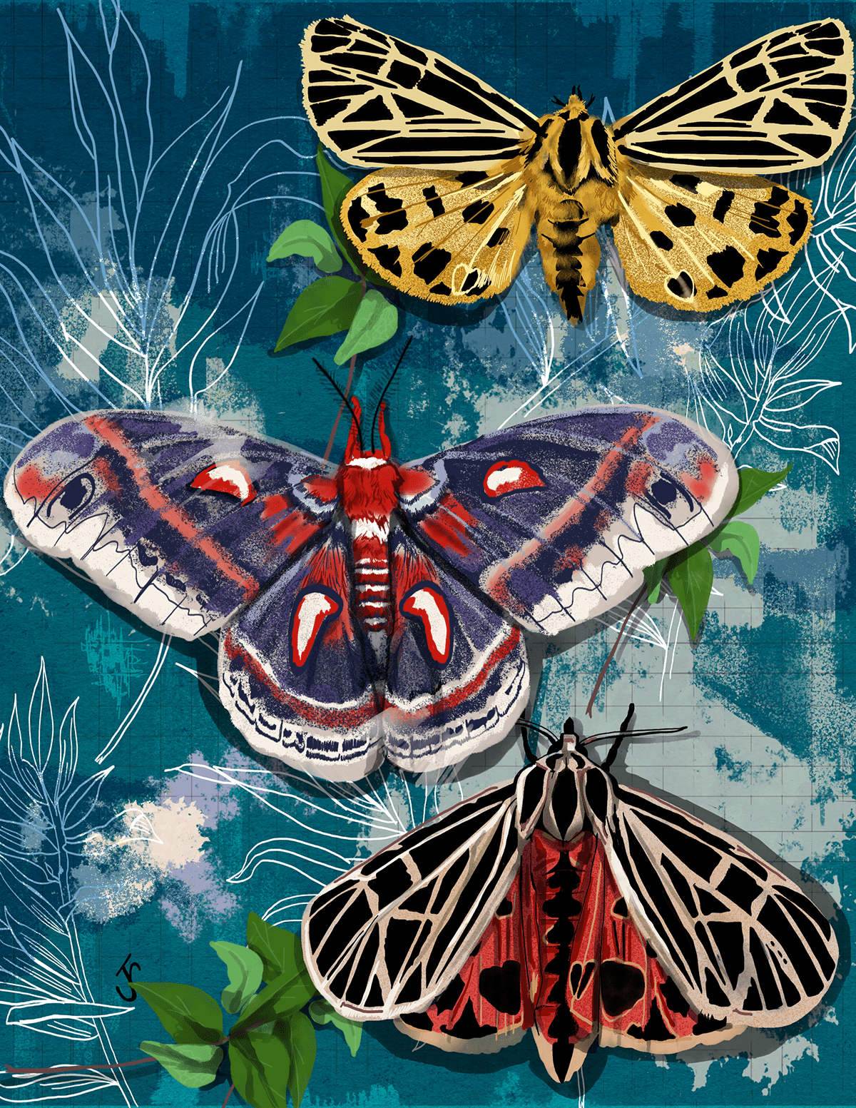 cercropia moth Digital Art  ILLUSTRATION  insect moth moths Nature tiger moth