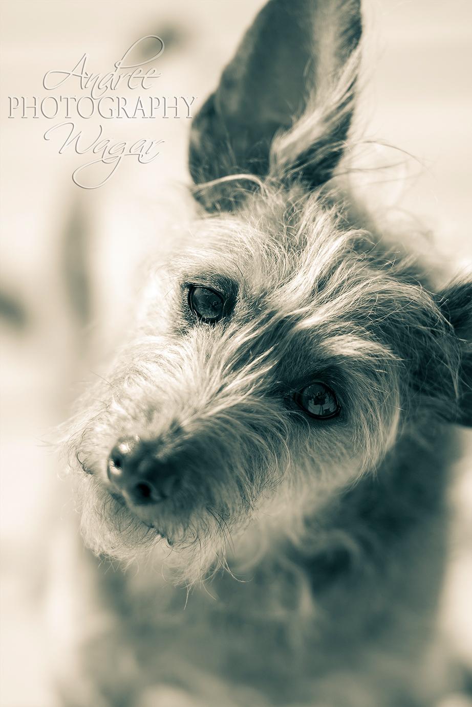dogs dog pet photography