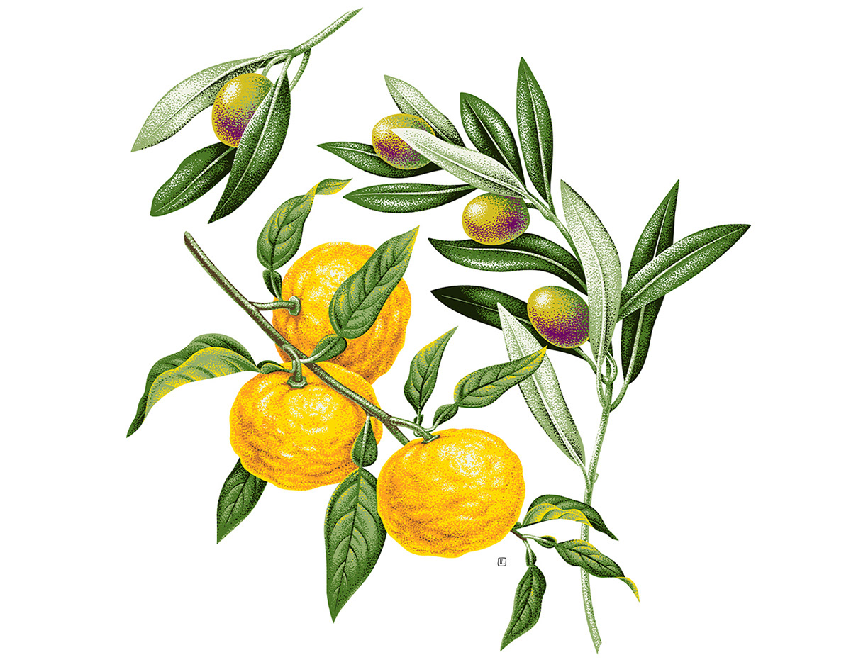 botanical illustration commercial food illustration inspiration Label label design Olive Oil Packaging Pointillism stippling