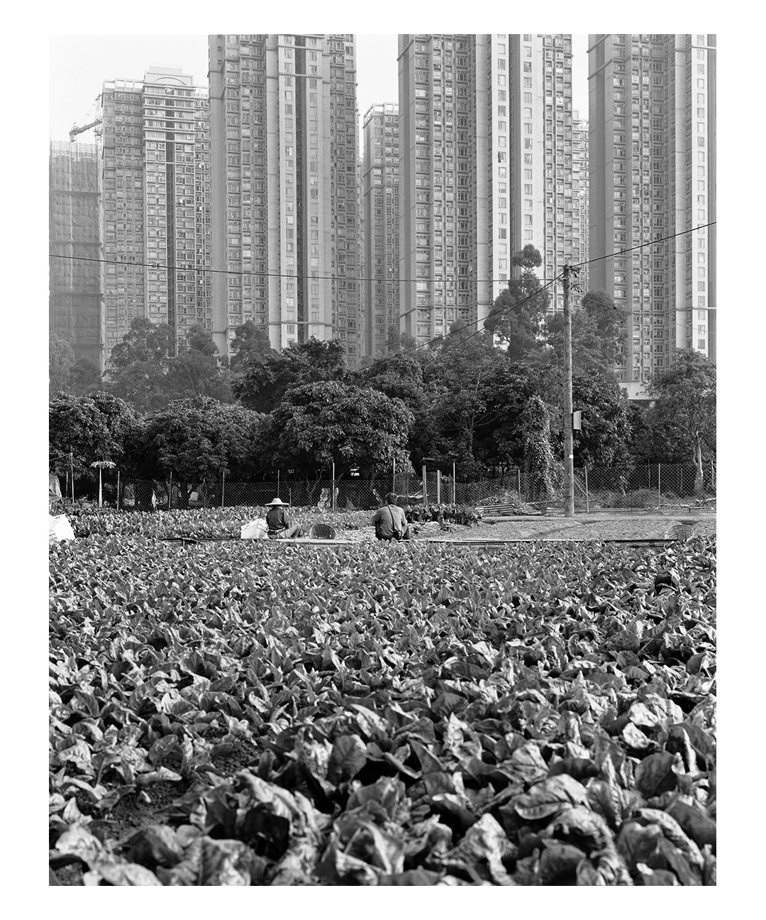 Hong Kong development Civilization north east new territories development farmers