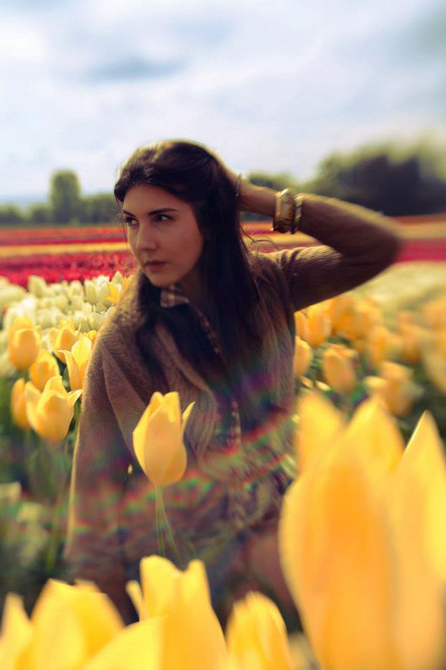 tulips Flowers