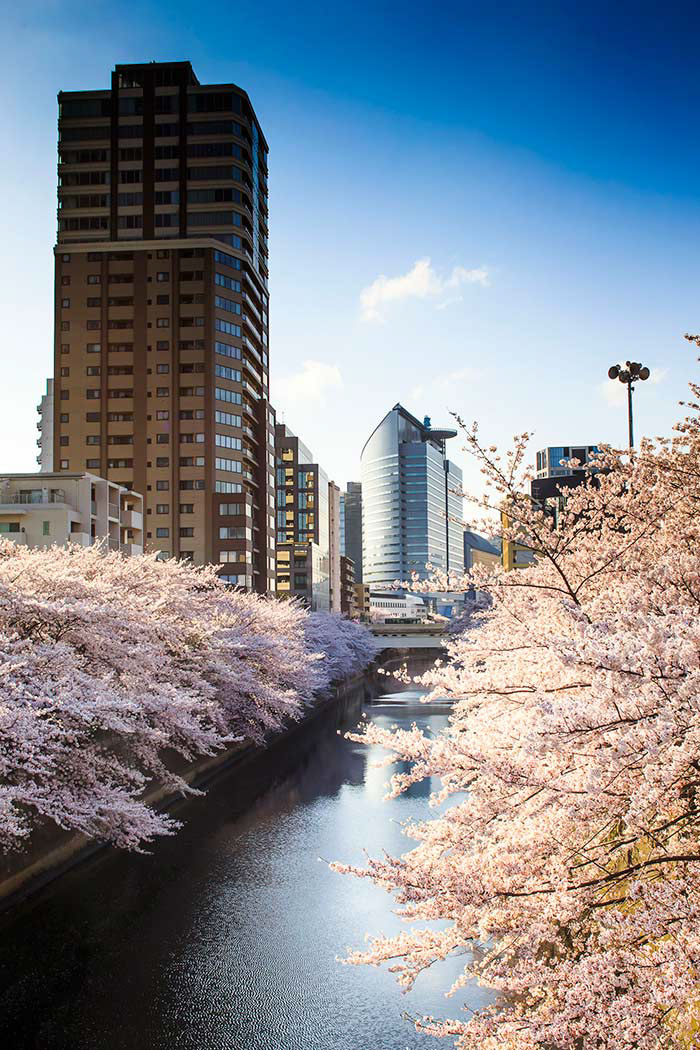 japan rellini Travel tokyo reportage kyoto fuji cherry blossom sakura