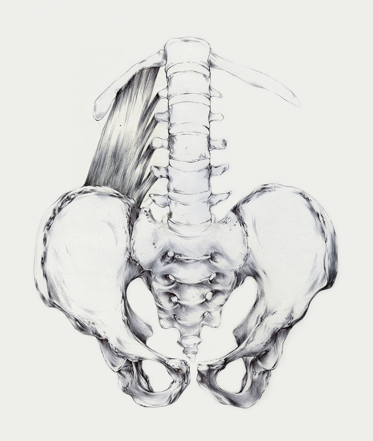 pelvis  Quadratus lumborum  pharynxs  nasal section  tounsils  arm  disections muscles forearm Spinal coccyx acetabulum