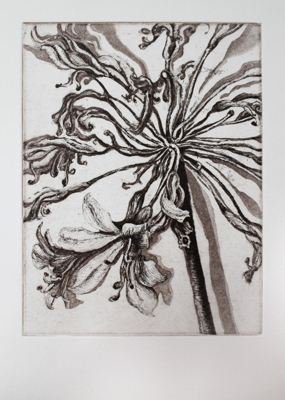 botanical flower printmaking Landscape Ocean hardground softground etching