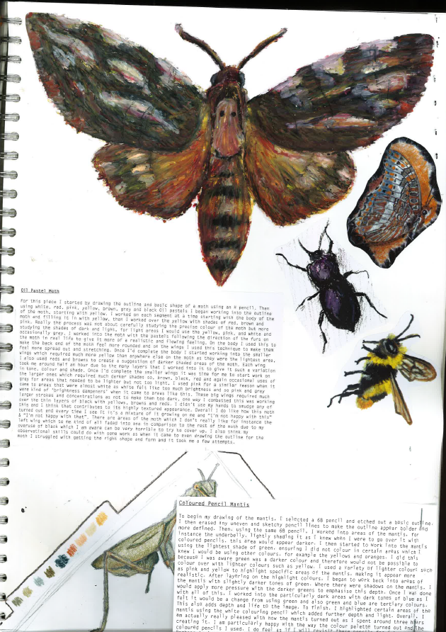 collage tobacco watercolour fineliner oil pastels bright colour moth beetle dragonfly art