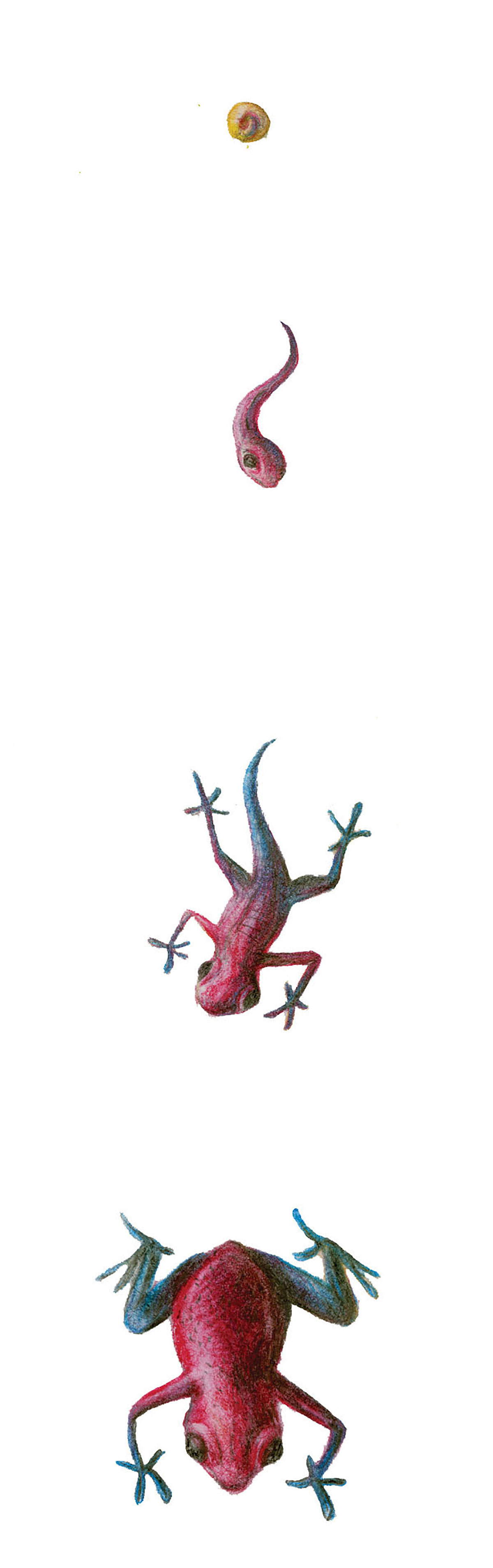 scientific illustration endangered species scientific Poison Dart Frog strawberry