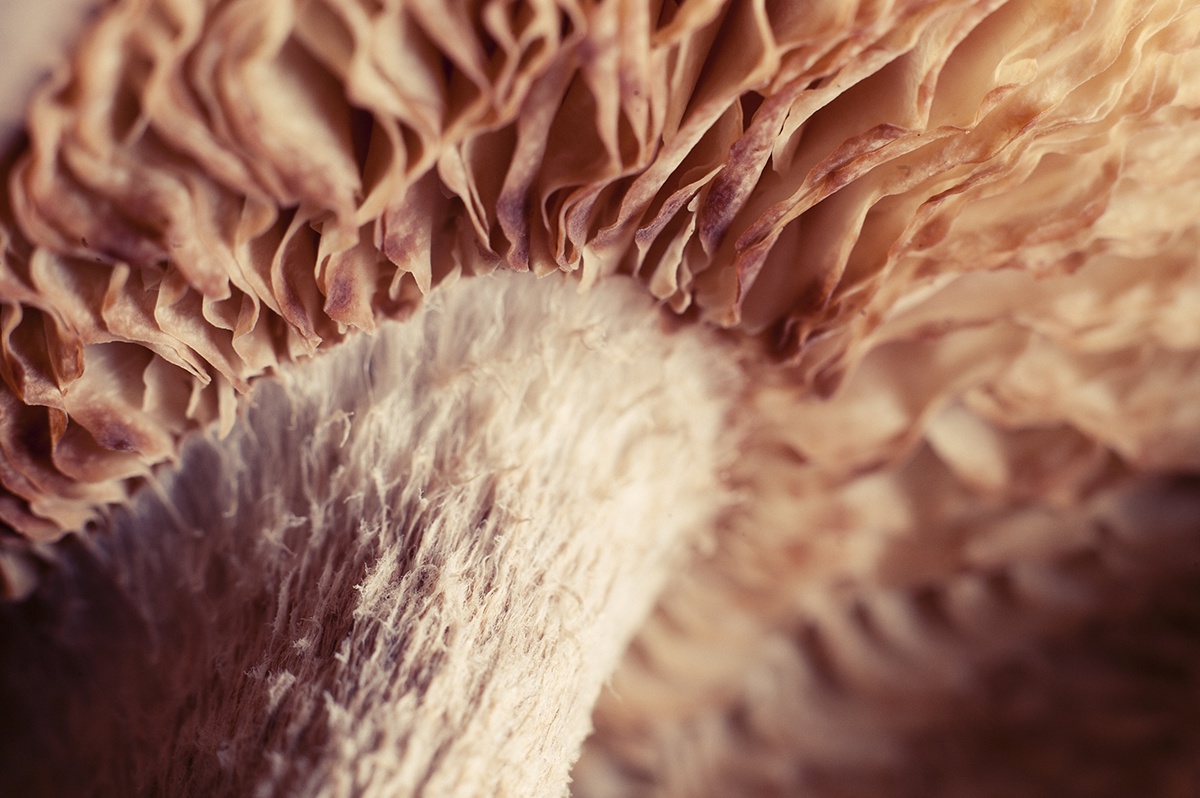 mushroom Mushrooms close-up macro funghi Gills edible shiitake