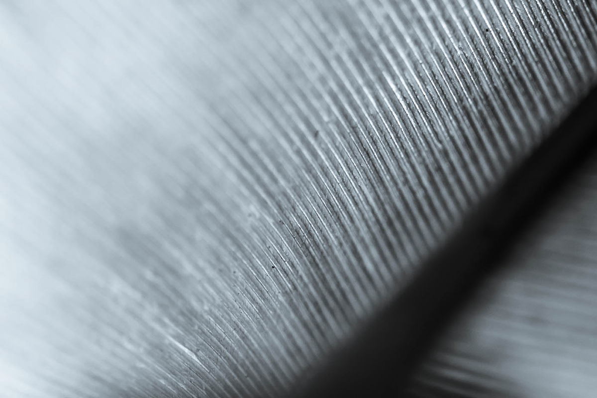 detail feather lightroom natural Nature Photography 