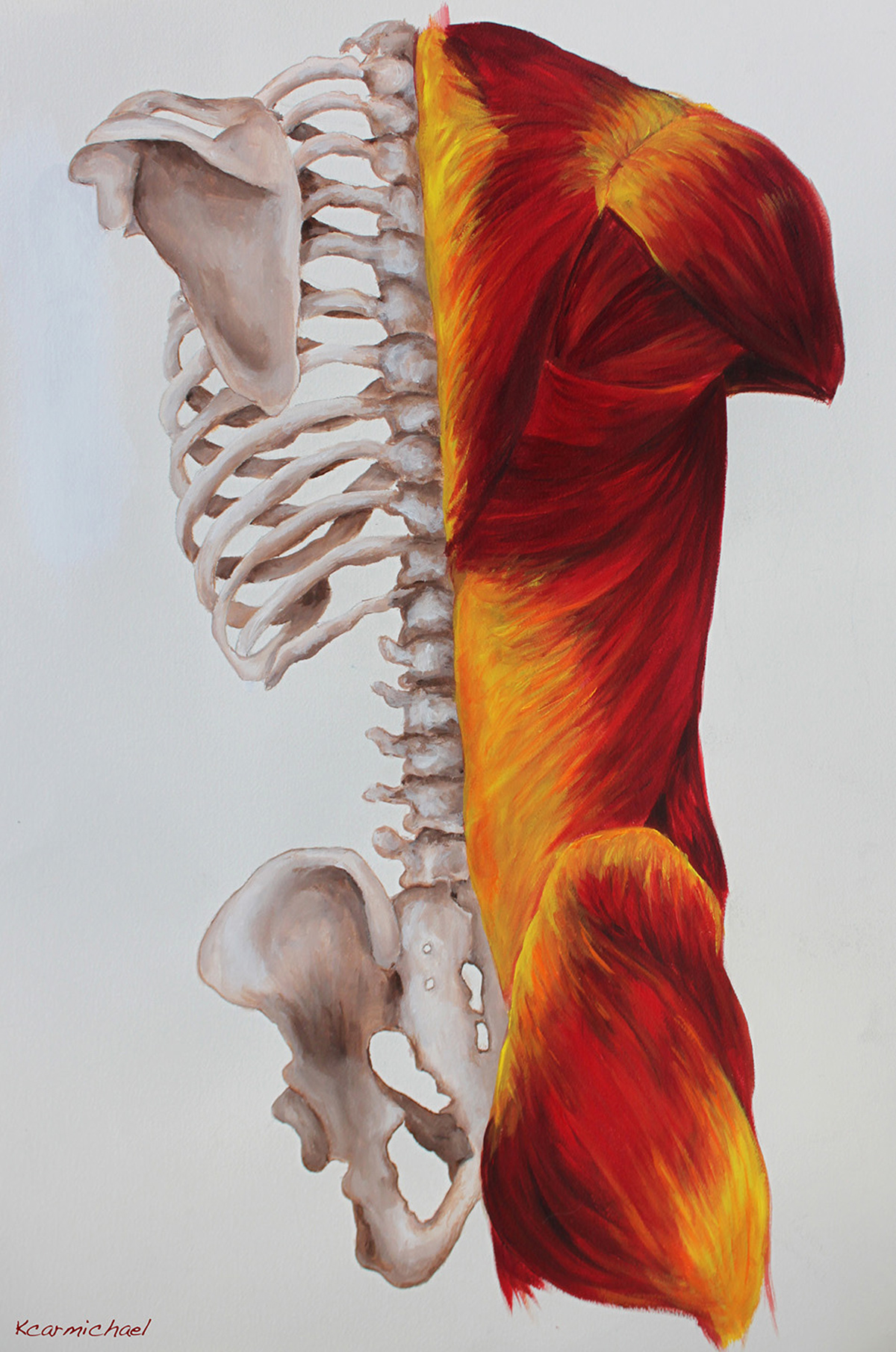 Human Figure anatomy humanfigure 