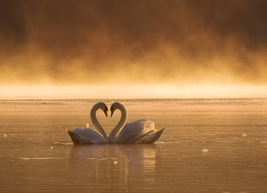 poraj poland fog water swans boat lanscape Nature light lake