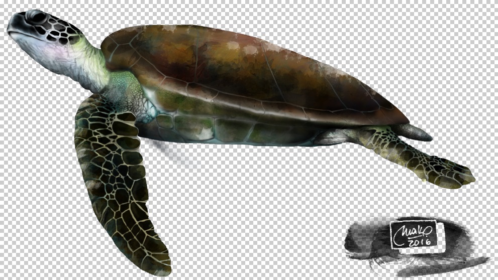 photoshop Sea Turtles Turtles  tortugas marinas guia