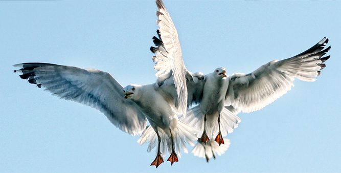 istanbul Turkey akay swiss seagull Luzern Pilatus