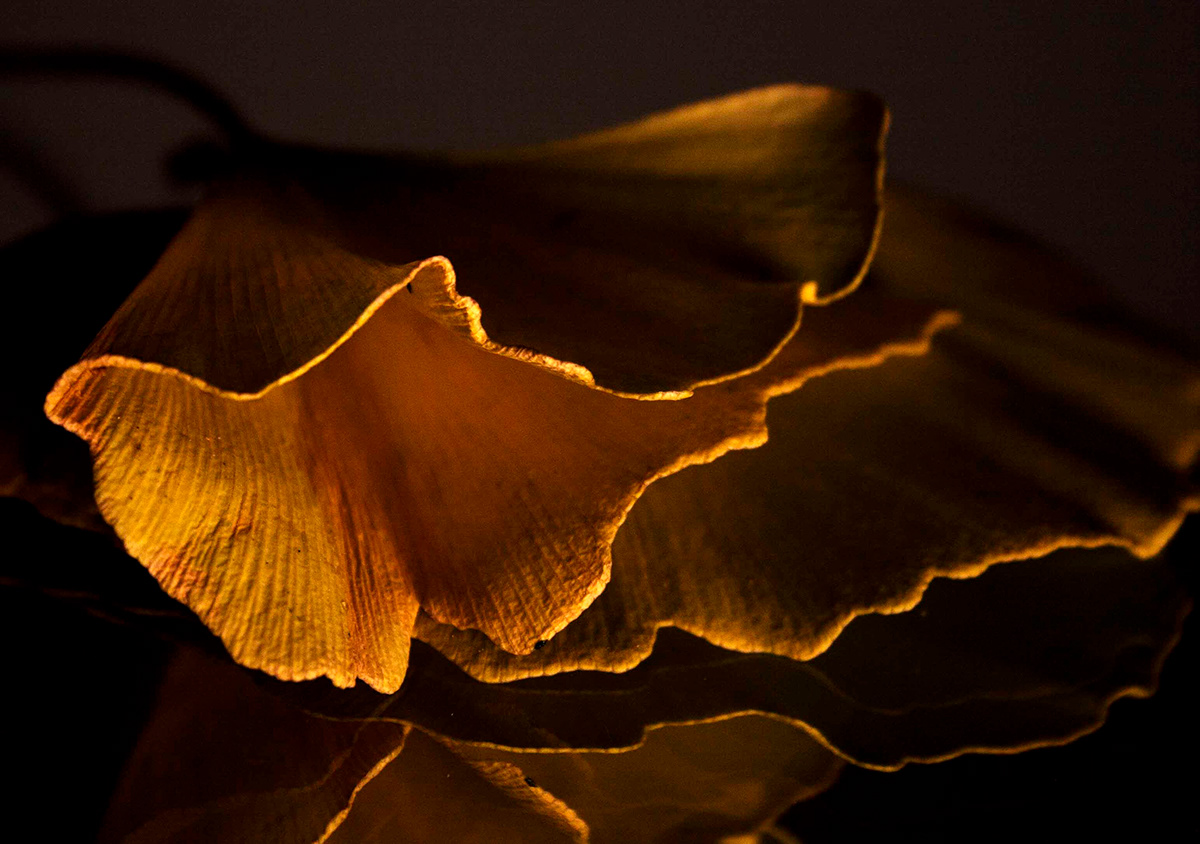 Nature leaf water lighting