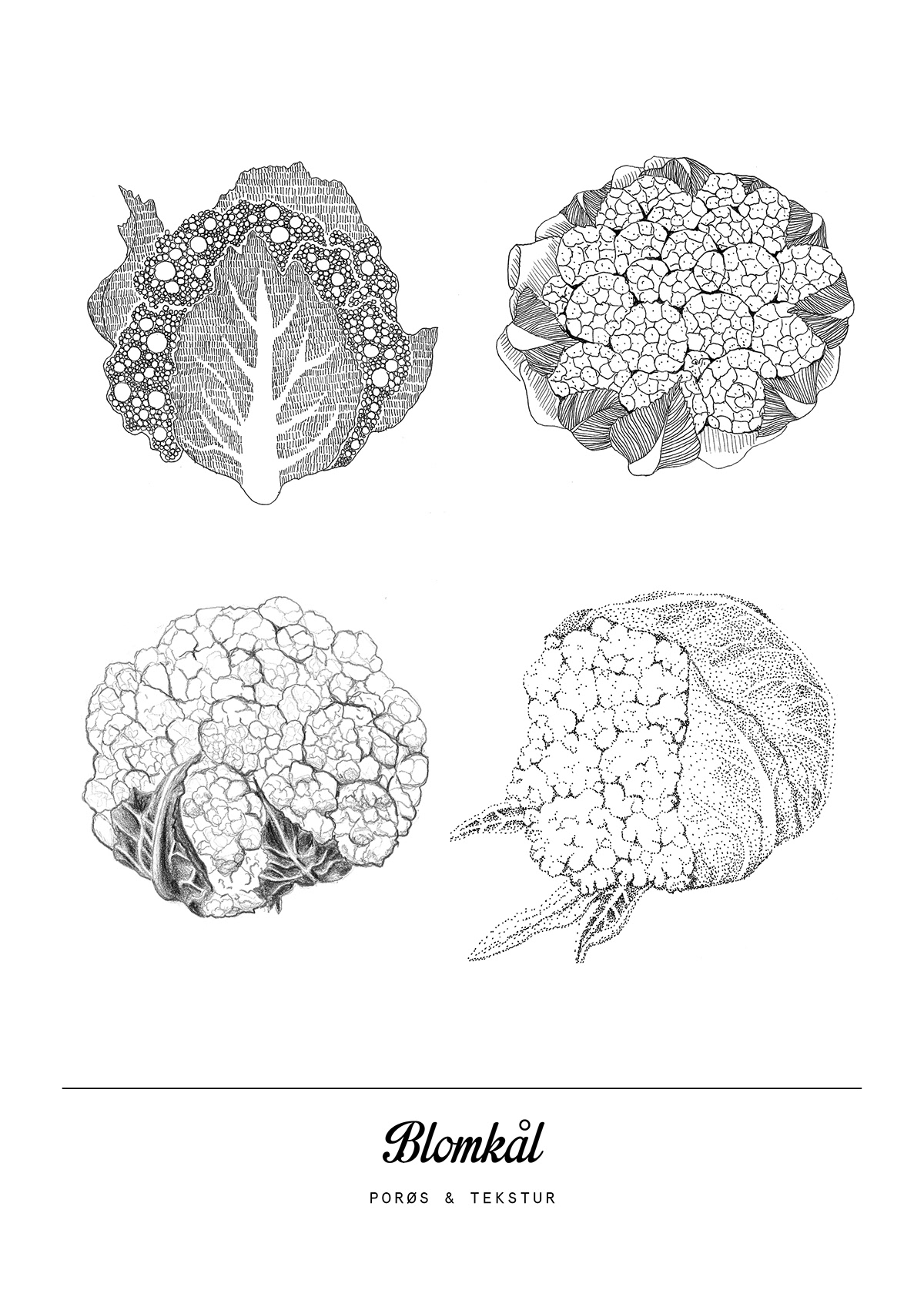 Technique texture Surfaces fruits walnut Pear cauliflower poster process journal